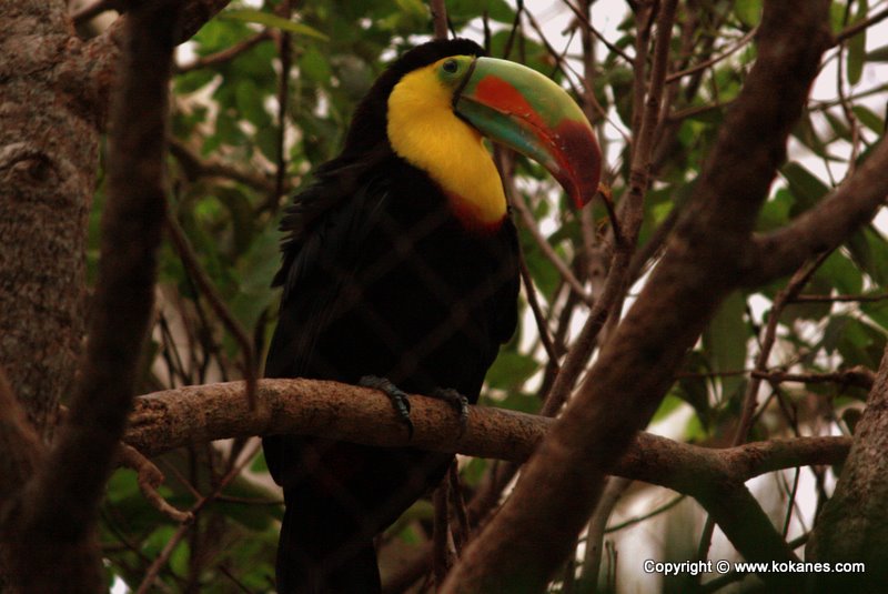 Keel-billed Toucan